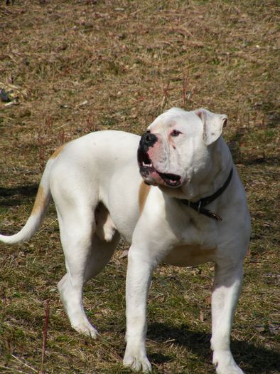 DSCF5557 - POZE BULLDOGI