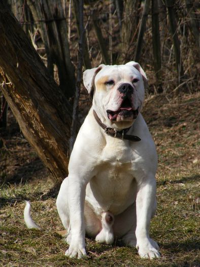 DSCF5560 - POZE BULLDOGI