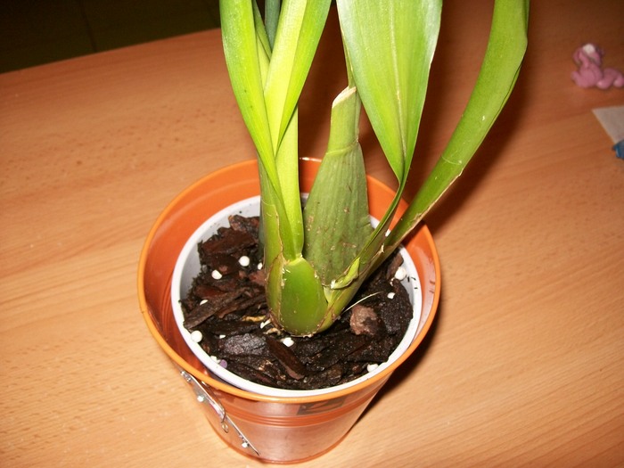 orhidee 03 013 - Puiuti