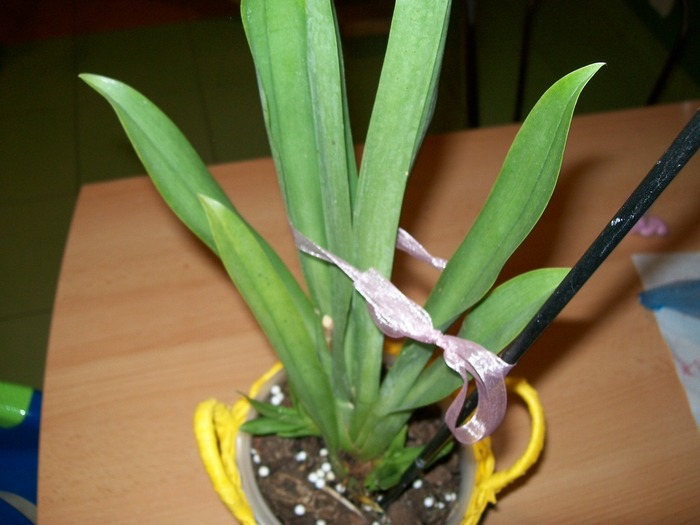 orhidee 03 016 - Puiuti