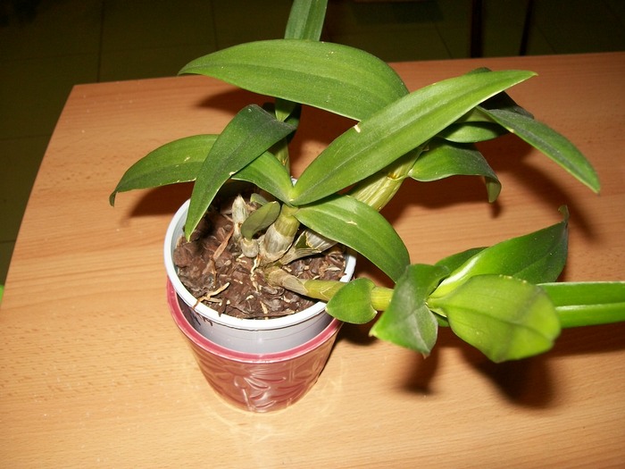 orhidee 03 017 - Dendro-alb