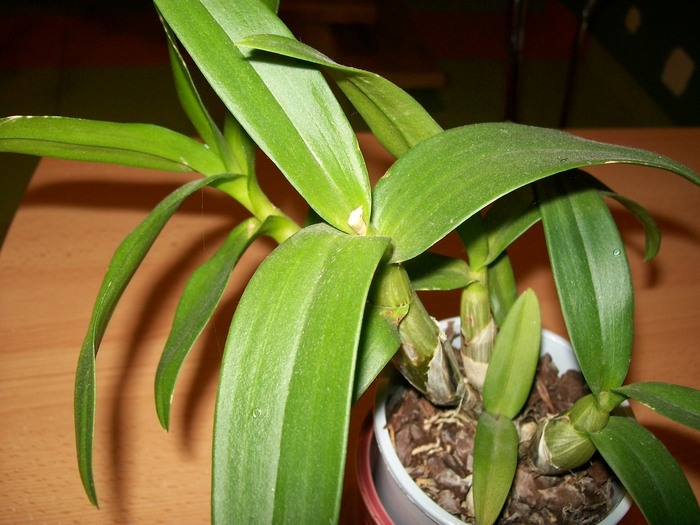orhidee 03 018 - Dendro-alb