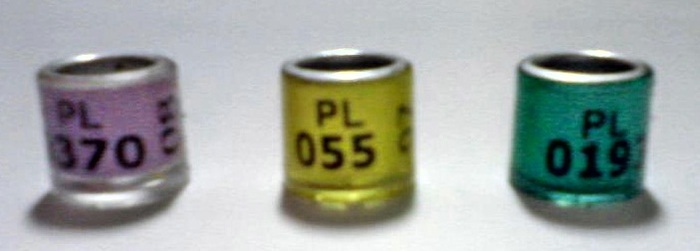 P100211_1901 - inele de colectie