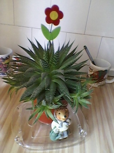 haworthia - plante de interior