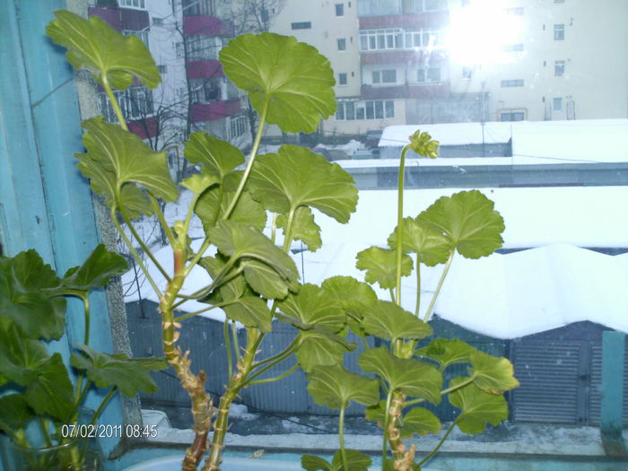 o a doua muscata face boboci de floare