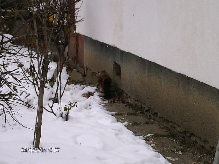 o birmaneza la plimbare