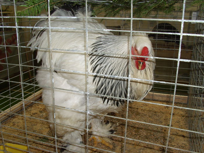 IMG_0071 - expozitie Tg secuiesc 2009