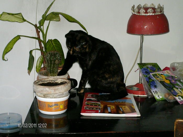 pietricelele astea de la cactus sunt bune de joaca...:)) - mita _2011