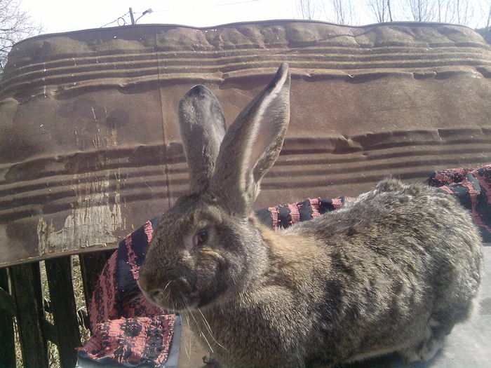 femela 7,5 kg; 7,5 kg
