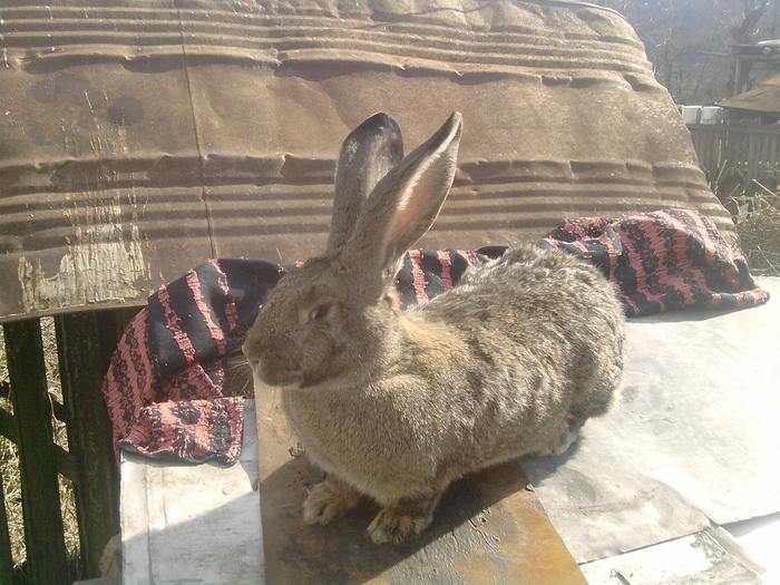 femela 7,5 g; Urias belgian
