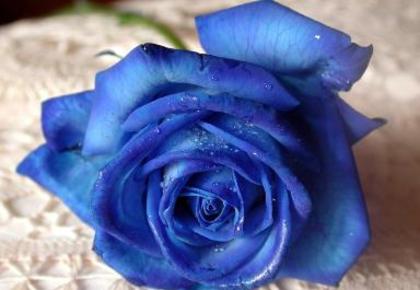 trandafir-albastru - albastru