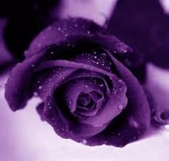 images - violet