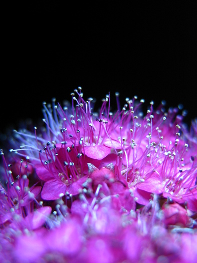 violet__by_LeandrasStock - violet