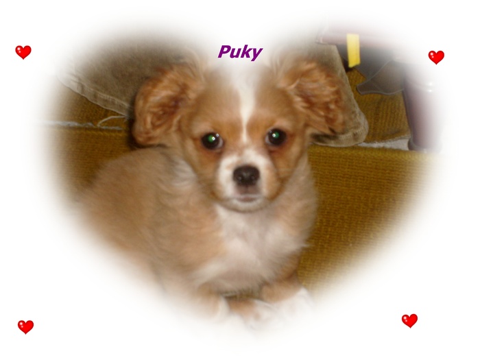 puky (8)