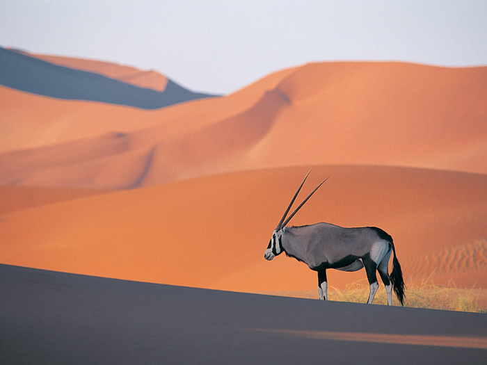 Oryx Antelope - poze tari