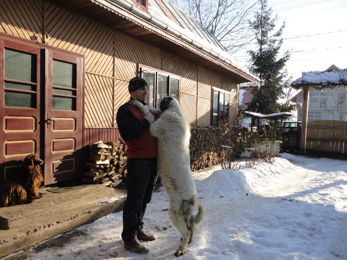 DSC00332 - catei ciobanesc de bucovina