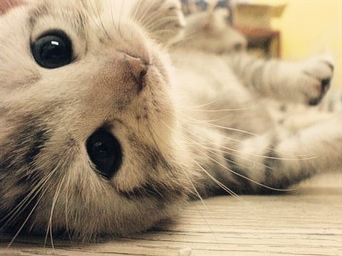 tumblr_lgi3byHwJX1qh624po1_500_large