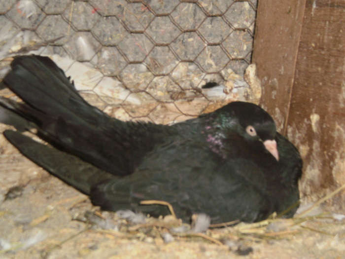Voiajor pe oua - Porumbei Ornamentali
