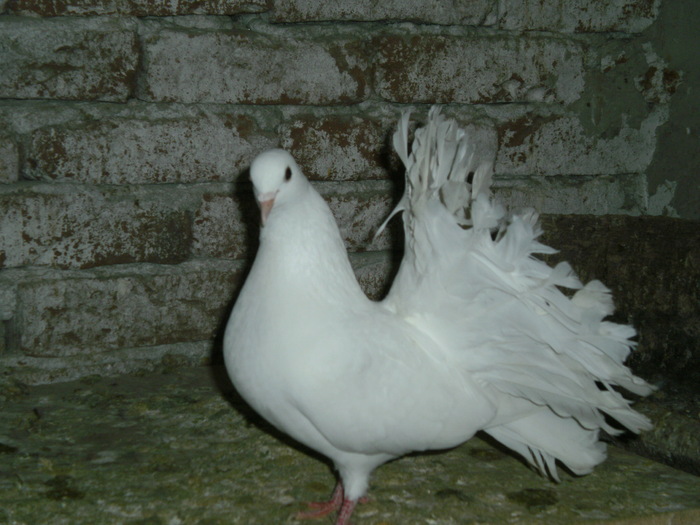 Rotat - Porumbei Ornamentali