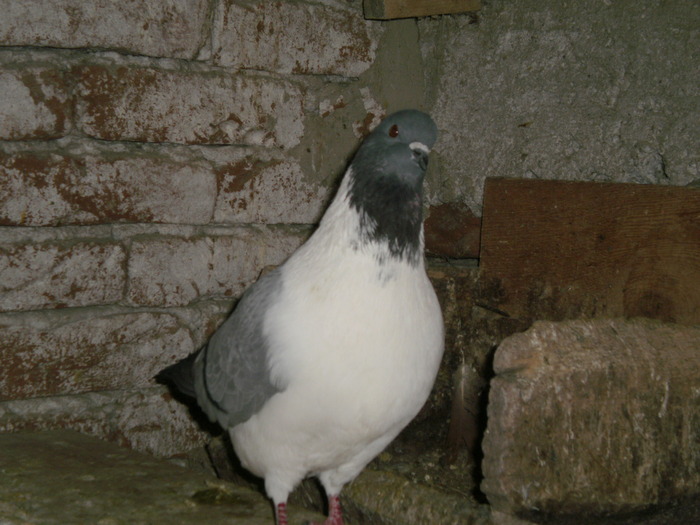 Straser - Porumbei Ornamentali