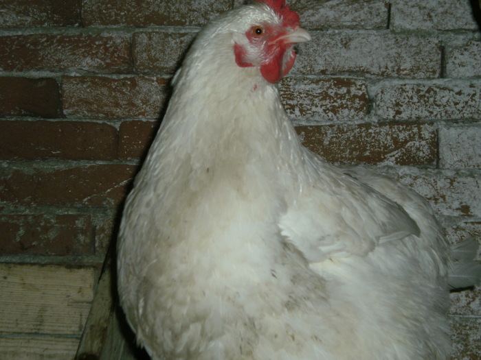 Orpington alb