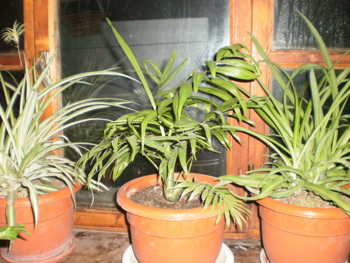 Alte plante - Plante ornamentale