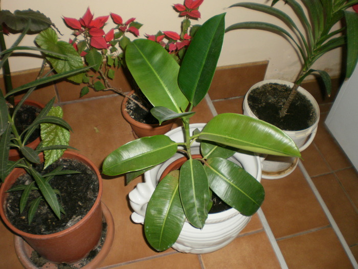 Ficus