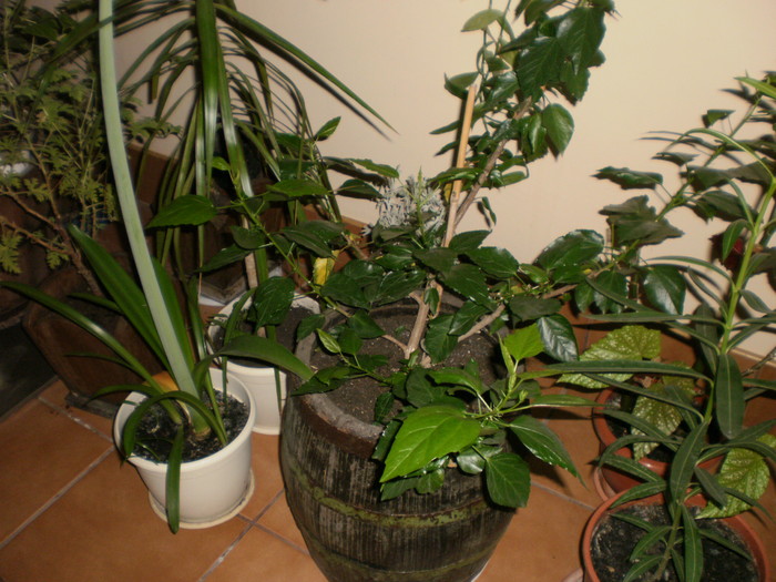 Altele - Plante ornamentale