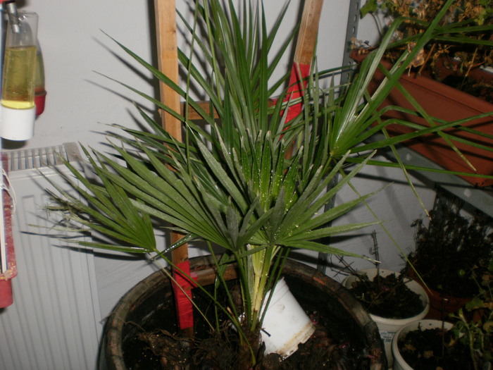 Palmier - Plante ornamentale