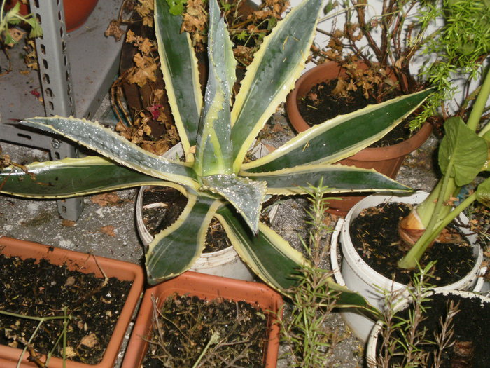 Aloe Vera - Plante ornamentale