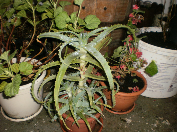 Aloe - Plante ornamentale