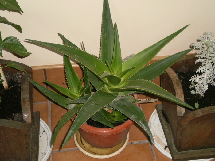 Aloe - Plante ornamentale