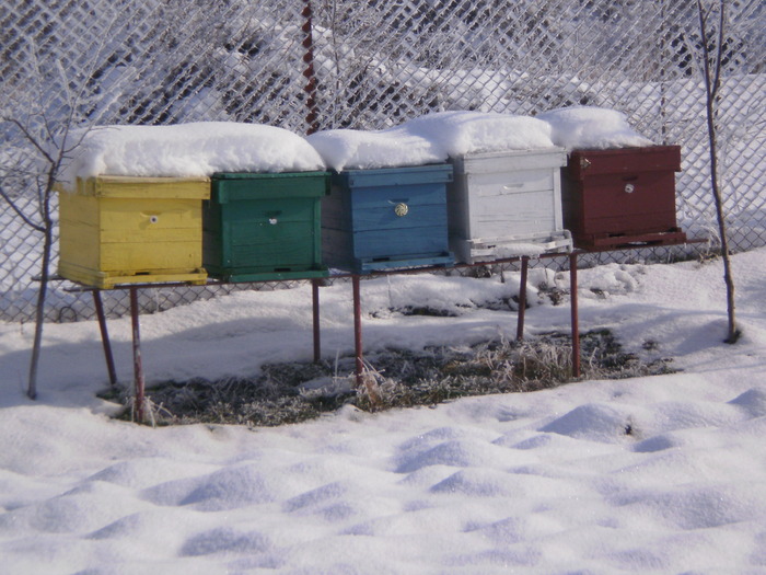 Stupii de albine - Iarna 2010-2011