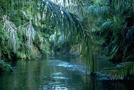 River Jungle - Frumusetea naturii