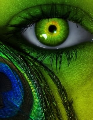 Peacock-eye-eyes-9604382-320-416