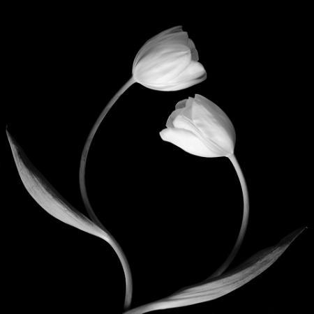 tulipani-SIAMO-UNO1 - Trandafiri