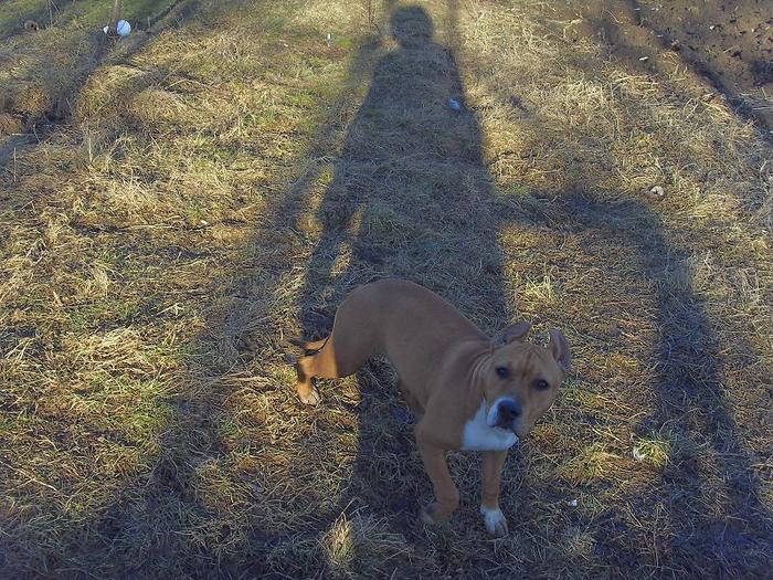 SDC12569 - 5 amstaff