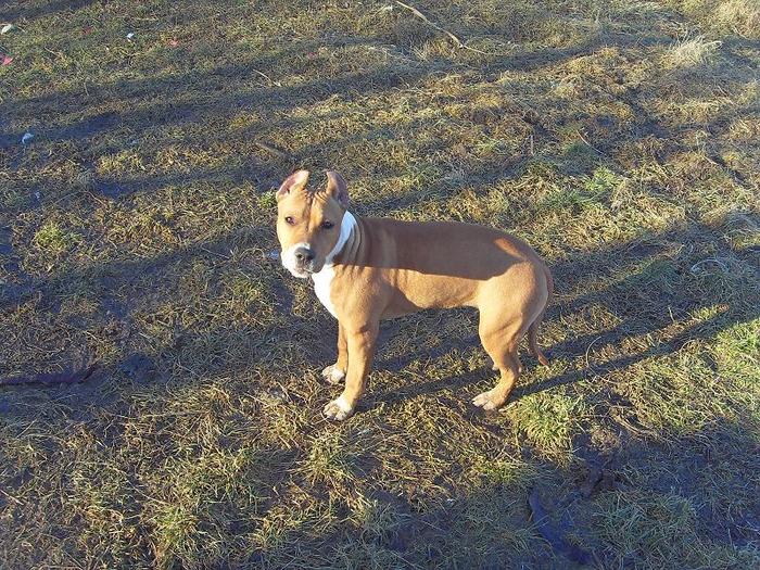 SDC12571 - 5 amstaff