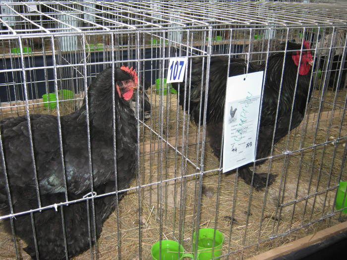 Picture 104 - 1-2-POZE EXPO 2011 IASI