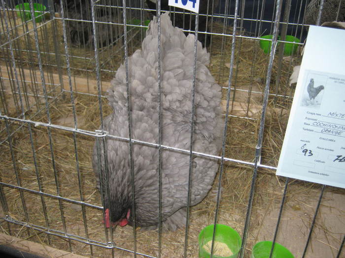 Picture 105 - 1-2-POZE EXPO 2011 IASI