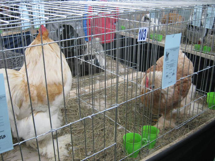 Picture 106 - 1-2-POZE EXPO 2011 IASI