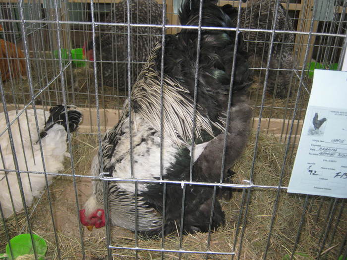 Picture 116 - 1-2-POZE EXPO 2011 IASI