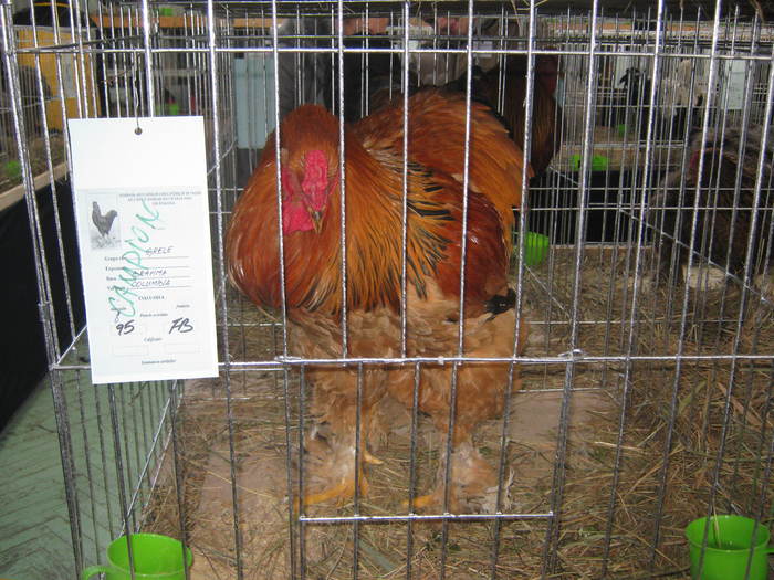 Picture 117 - 1-2-POZE EXPO 2011 IASI