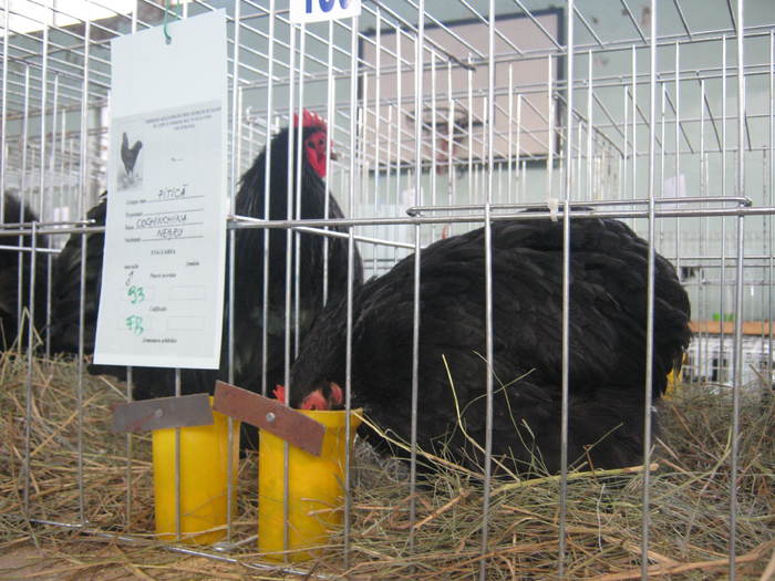 Picture 122 - 1-2-POZE EXPO 2011 IASI