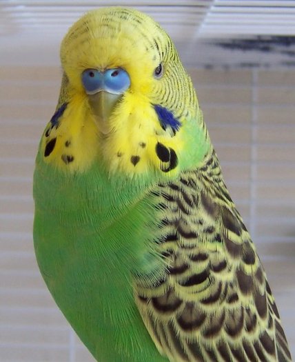 papagal perus (verde); este din Autralia.
