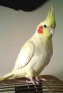 papagal nimfa alb - Papagali mari