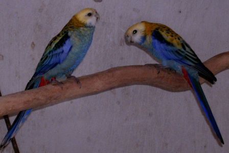 Rozella albastra - Papagali mari