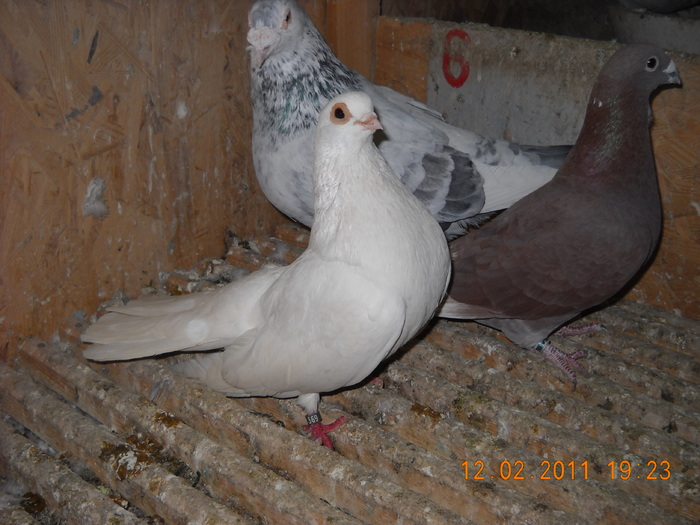 mascul 12.02.2011