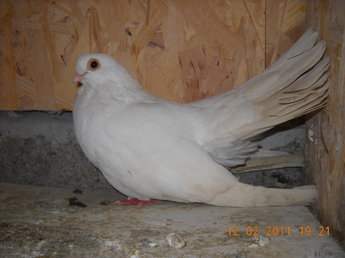 mascul 12.02.2011