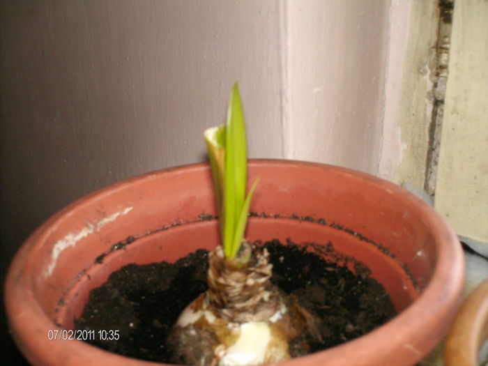 unul din crini da frunze